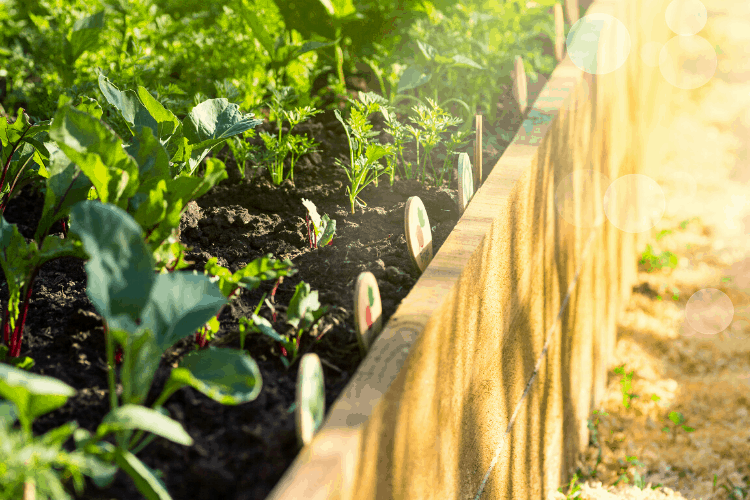 Raised bed garden made from wood planks