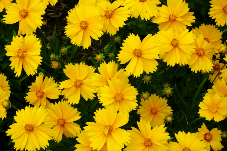 Coreopsis flowers - a low maintenance perennial flower