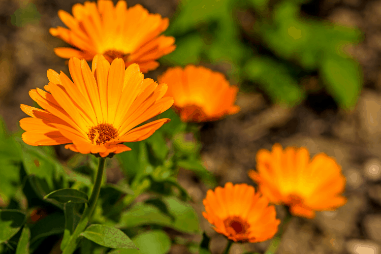 Yellow and orange calendula flowers with green stems and leaves grow in an outdoor flower bed in full sun.