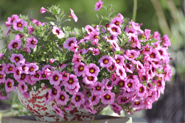 Pink, red, and yellow calibrachoa flowers growing in a pot outdoors in full sun.