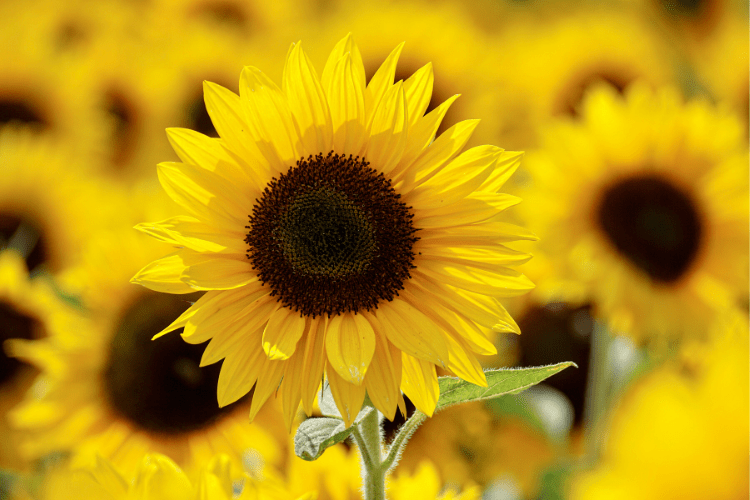 Close-up of bright yellow sunflowers with brown centers growing outside.