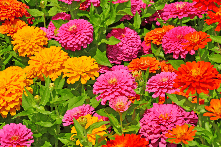 Blooming zinnias