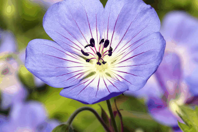 Geranium flower