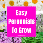 Image with text: Easy Perennials to Grow