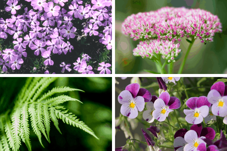 Collage of 4 low maintenance perennials