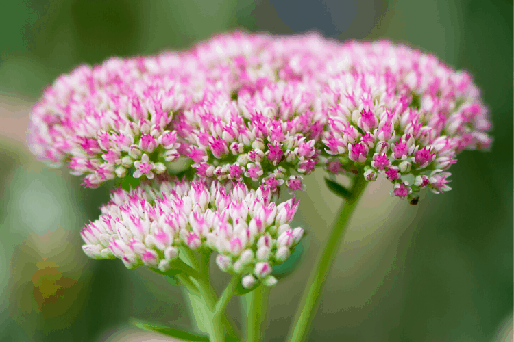 Sedum - a drought tolerant low-maintenance perennial