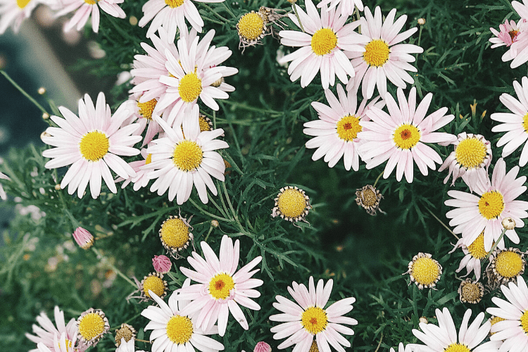 Shasta Daisies blooming