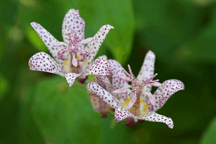 Toad lily - a perennial flower