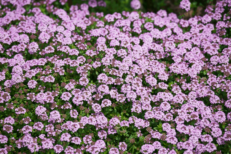 Creeping Thyme