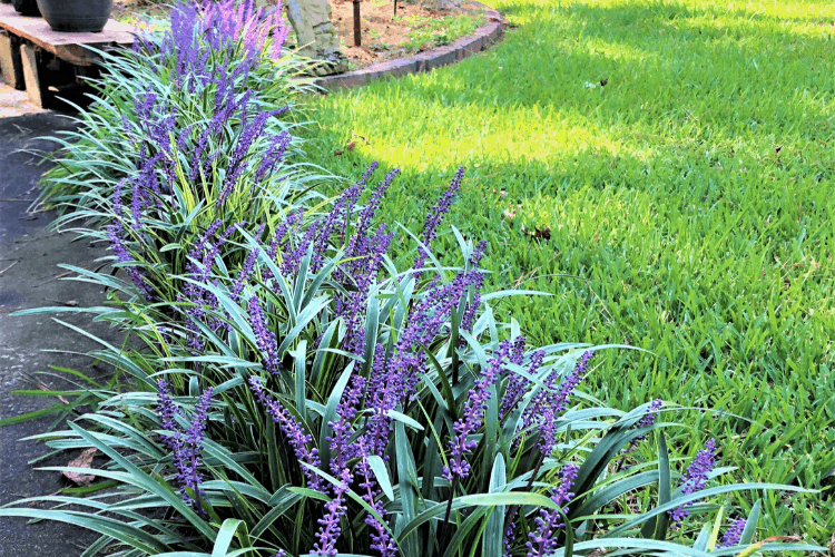 Liriope -  a drought tolerant perennial