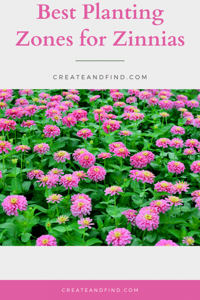 Field of zinnias