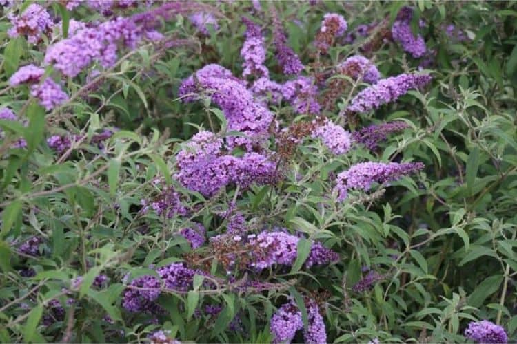 Butterfly Bush