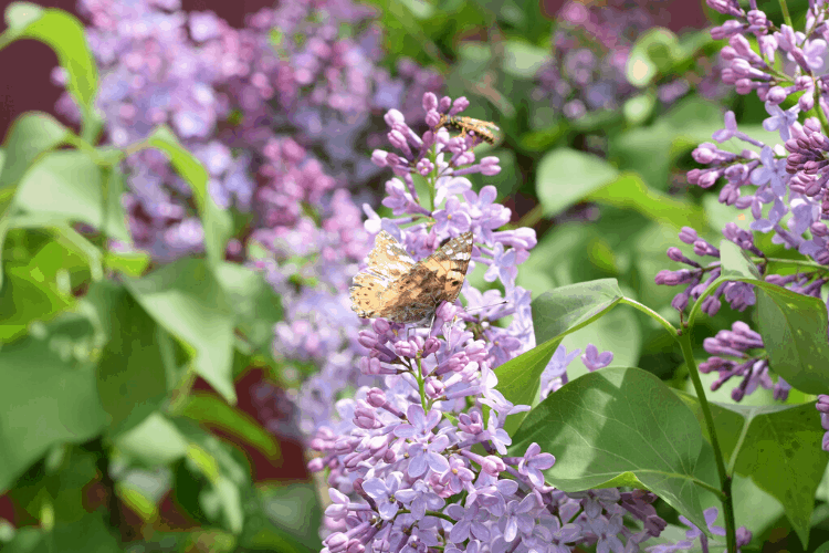 Butterfly bush blooming with a butterfly on it