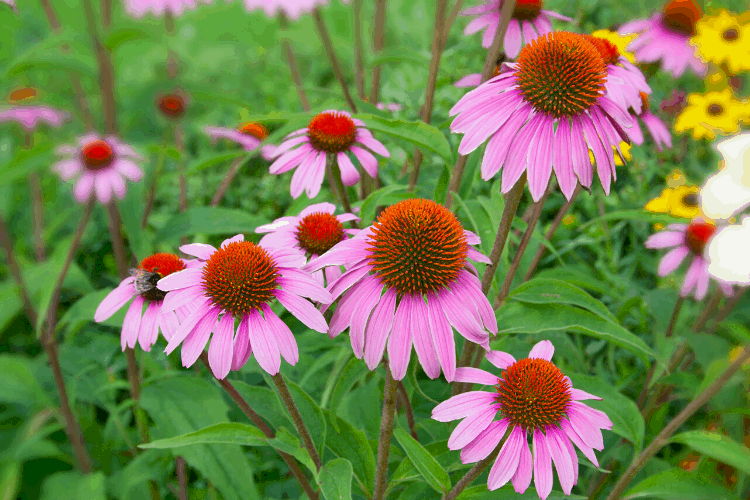 Coneflower