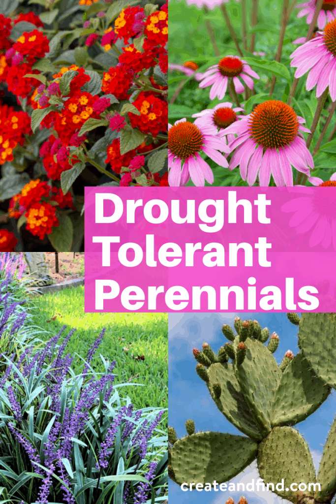 Image with text: drought tolerant perennials