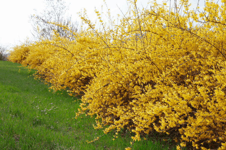 Forsythia -  a flowering shrub