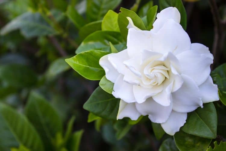 Gardenia flower