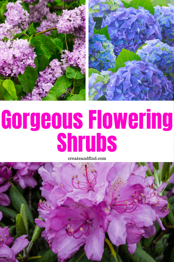 Image with text: Gorgeous Flowering Shrubs