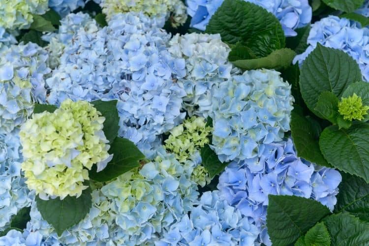 Blue hydrangea