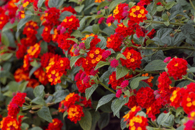 Lantana - a drought tolerant perennial