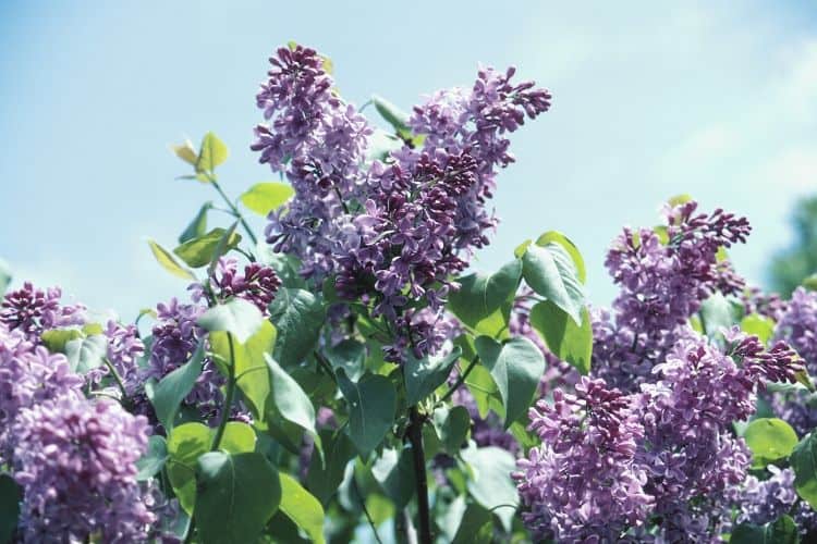 Lilac blooming