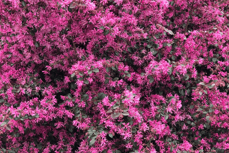 Loropetalum blooming