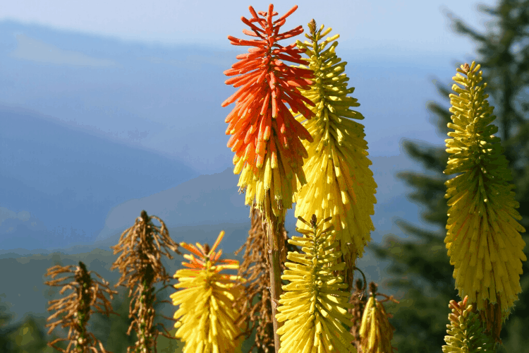 Red hot fire poker plant
