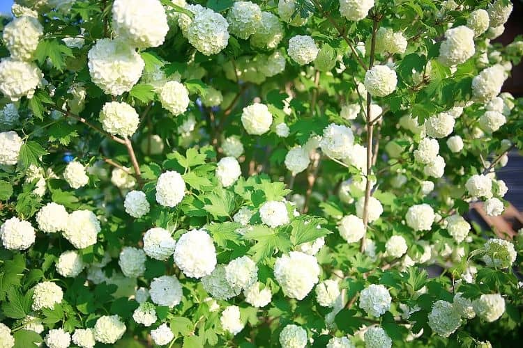 Snowball Bush