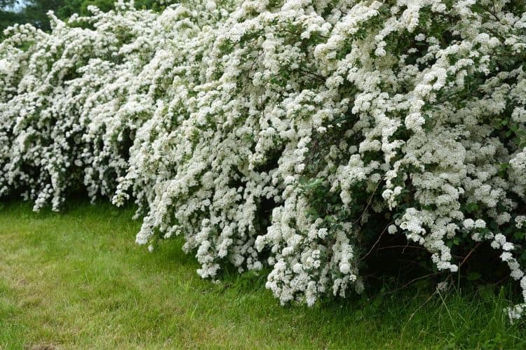 Spirea -  a white flowering shrub