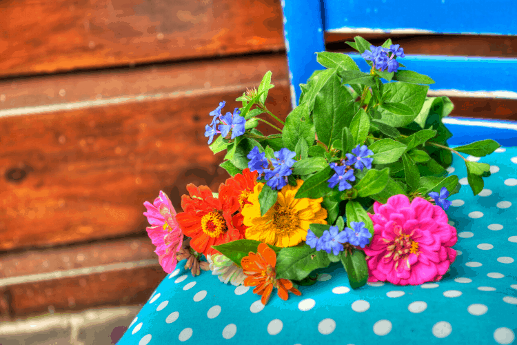 Picked zinnias