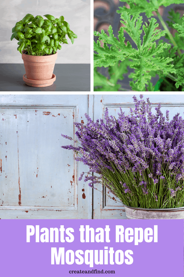 Image with text: Plants that repel mosquitos