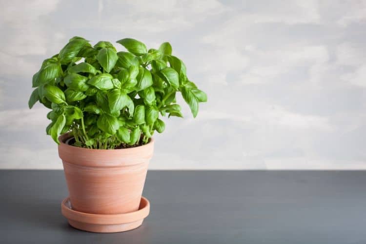 Basil plant