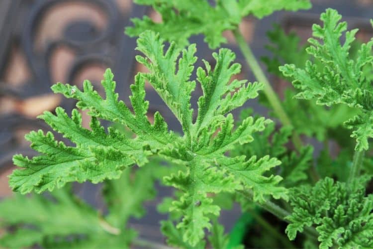 Closeup of citronella leaves