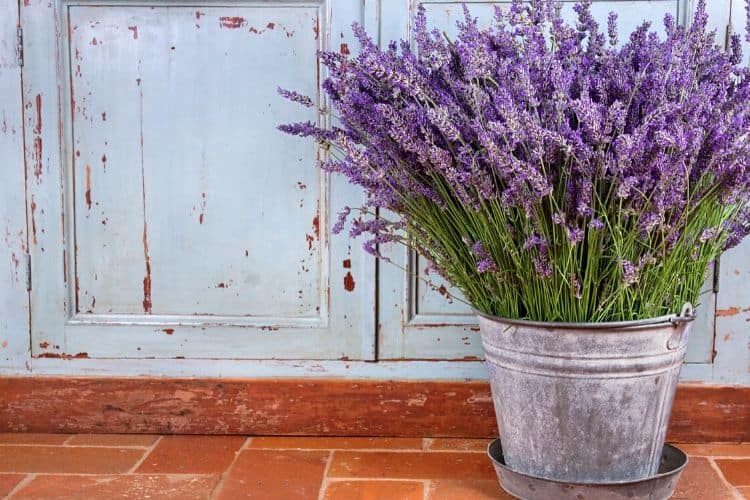 Lavender in a pot
