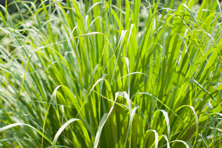 Lemongrass 