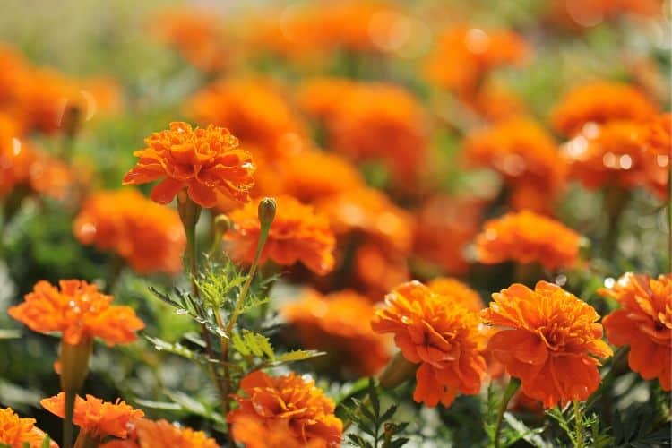 Marigold flowers