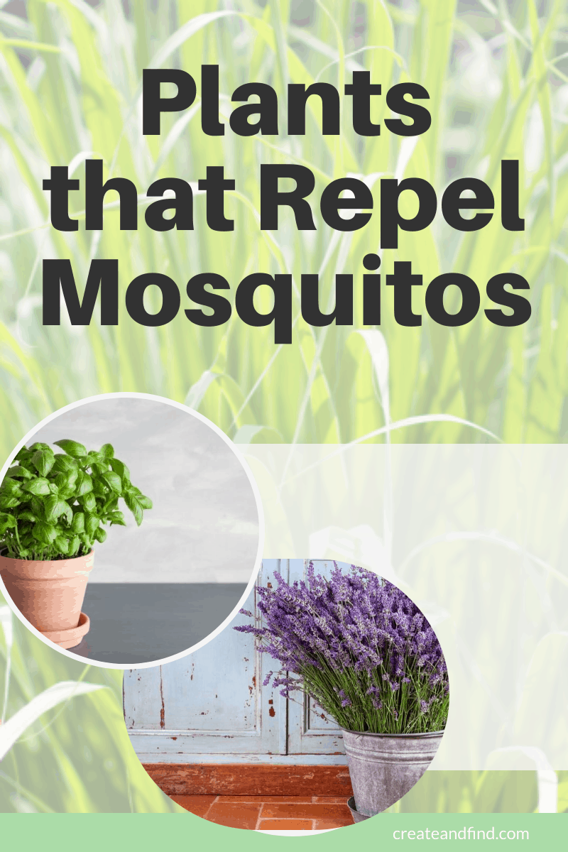 Plants That Repel Mosquitos - Plants That Repel Mosquitos Pin 6