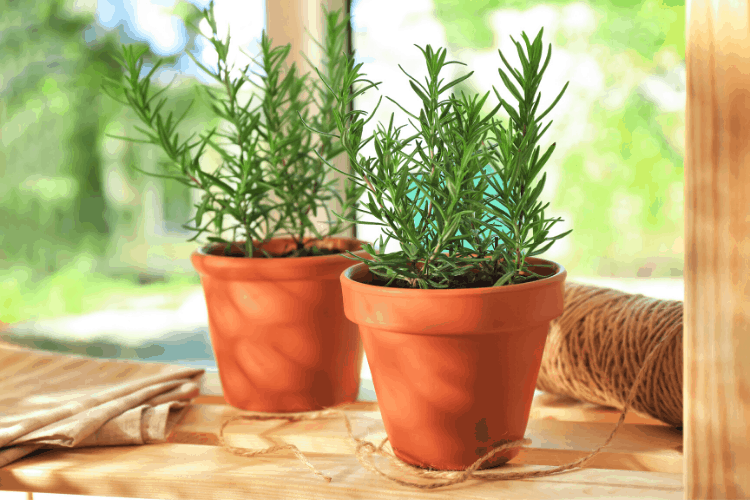 Rosemary in pots