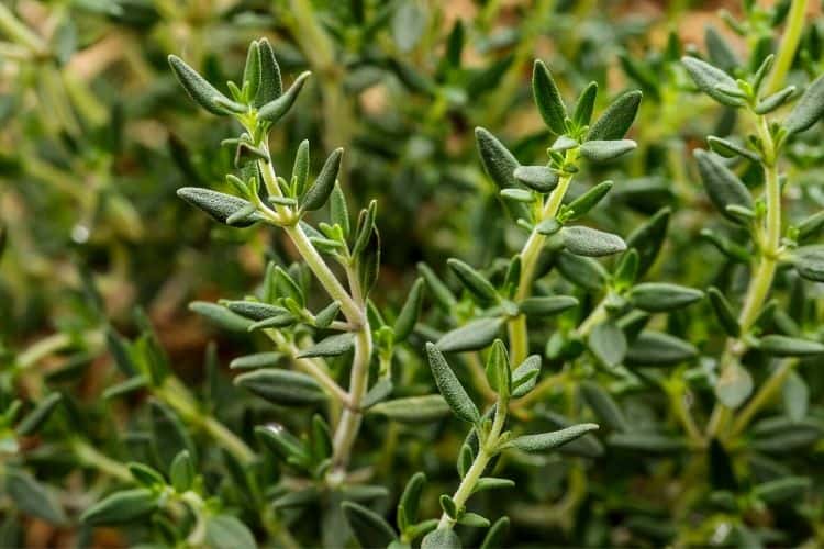 Thyme closeup