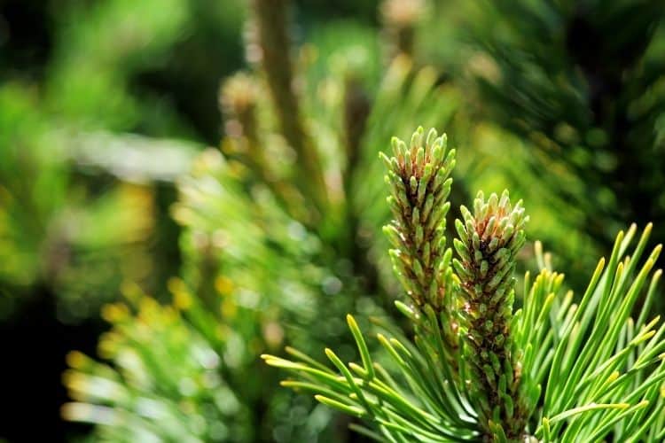 Close up of a dwarf mugo pine