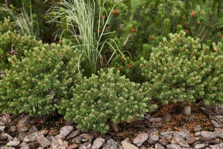 dwarf mugo pine - shrubs for small spaces