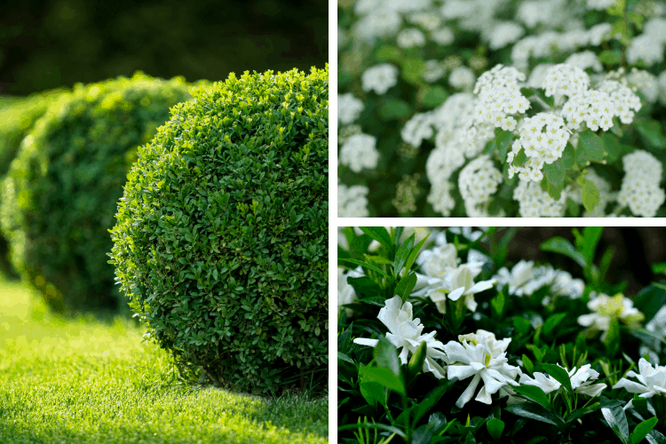 Collage of 3 shrubs for small spaces