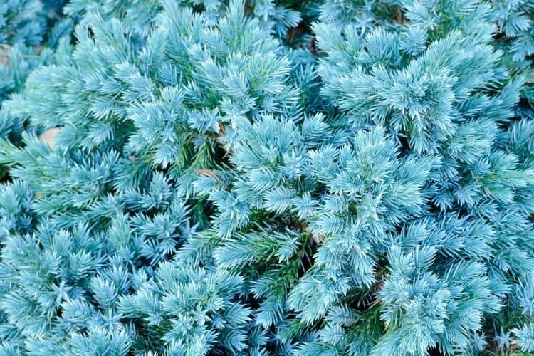 Close up of a juniper shrub