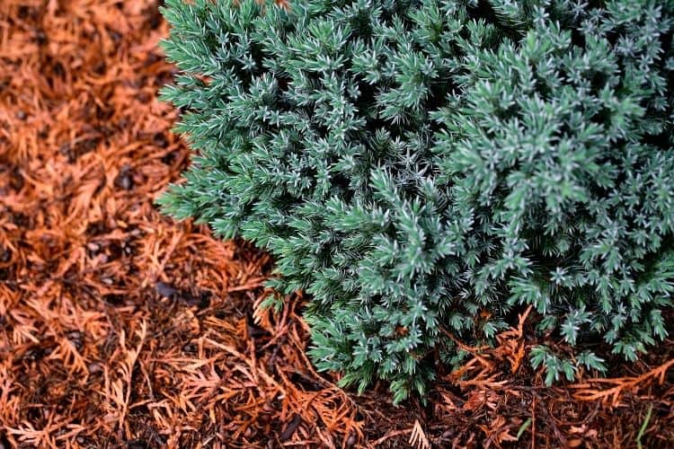 Blue juniper shrub