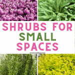 Image with text: Shrubs for Small Spaces