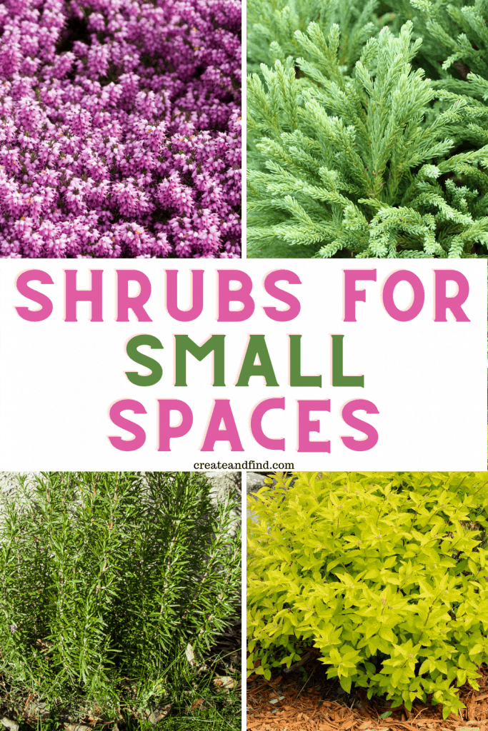 Image with text: Shrubs for Small Spaces