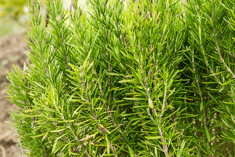 Rosemary bush