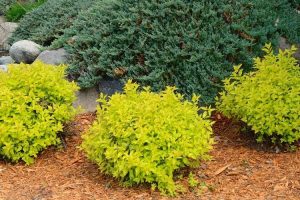 9 Fantastic Shrubs for Small Spaces