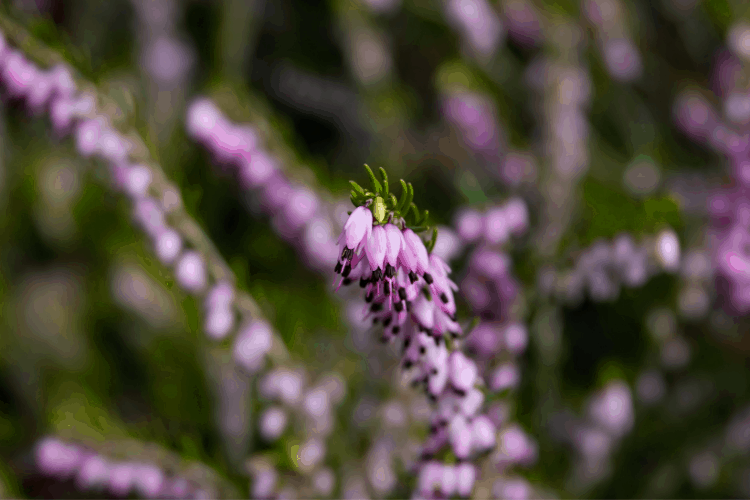 Close up of a Winter Heath shrub blooming