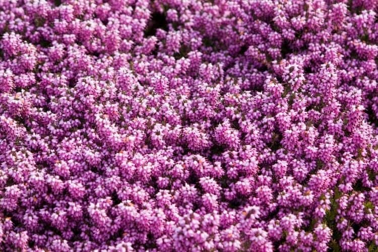 winter heath shrub